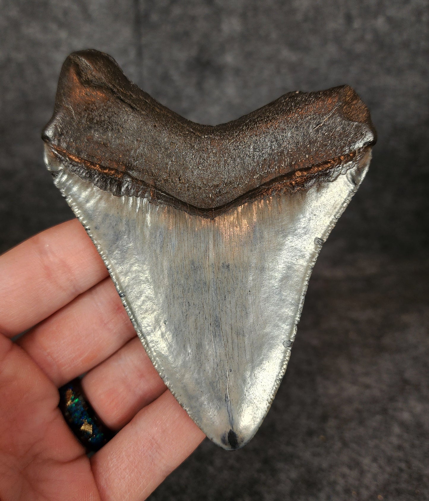 Authentic, 4.24" Fossil Megalodon Tooth - South Carolina