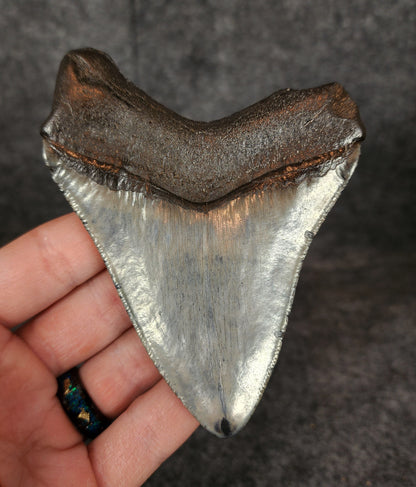 Authentic, 4.24" Fossil Megalodon Tooth - South Carolina