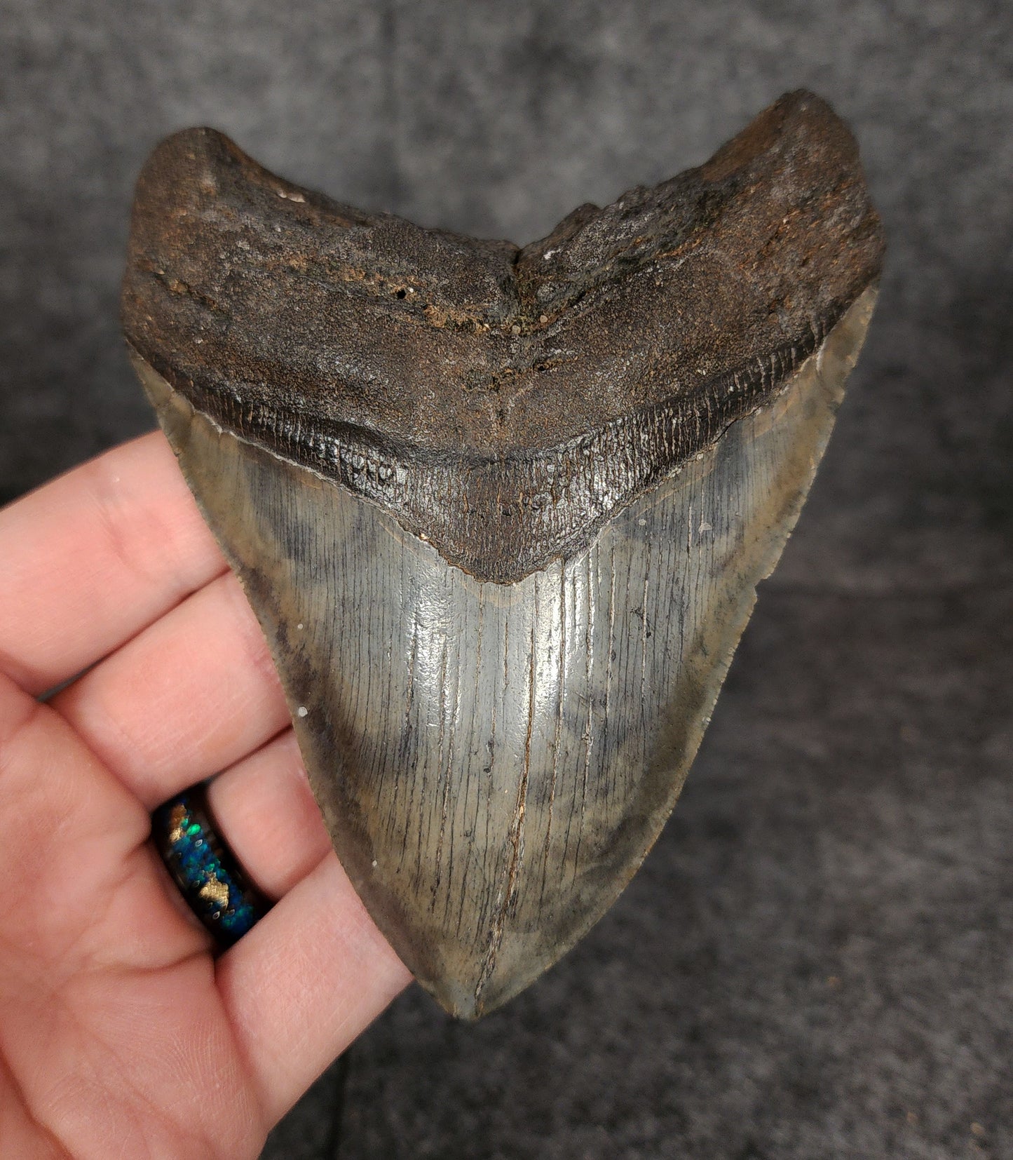 Authentic, 4.62" Fossil Megalodon Tooth - South Carolina