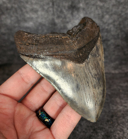 Authentic, 4.62" Fossil Megalodon Tooth - South Carolina