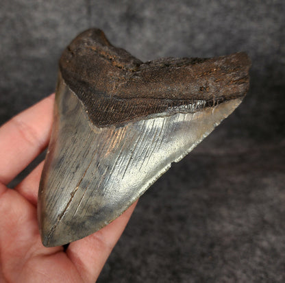 Authentic, 4.62" Fossil Megalodon Tooth - South Carolina