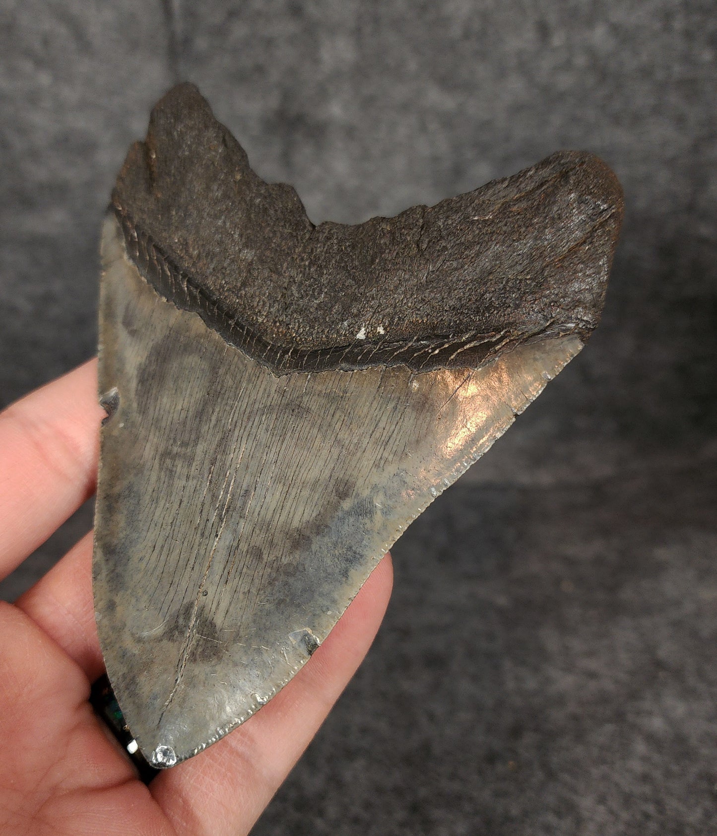 Authentic, 4.62" Fossil Megalodon Tooth - South Carolina