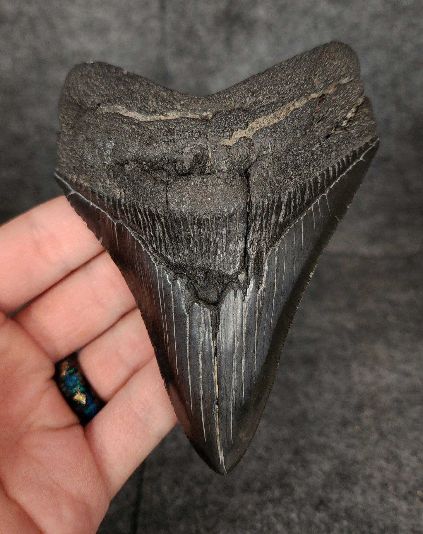 Authentic, 4.62" Fossil Megalodon Tooth - South Carolina