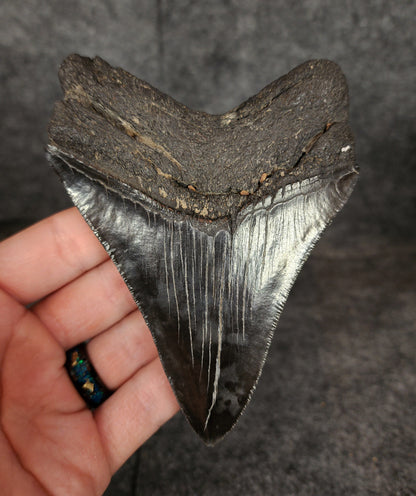 Authentic, 4.62" Fossil Megalodon Tooth - South Carolina