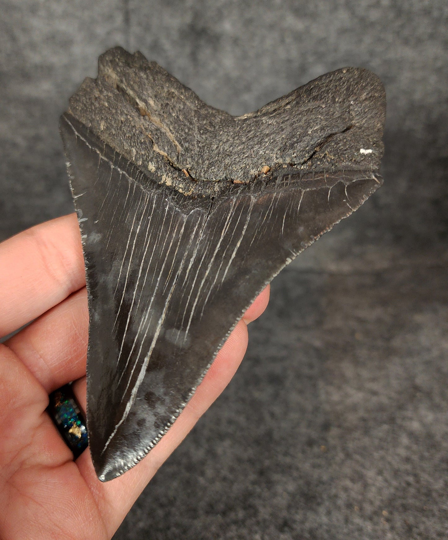 Authentic, 4.62" Fossil Megalodon Tooth - South Carolina