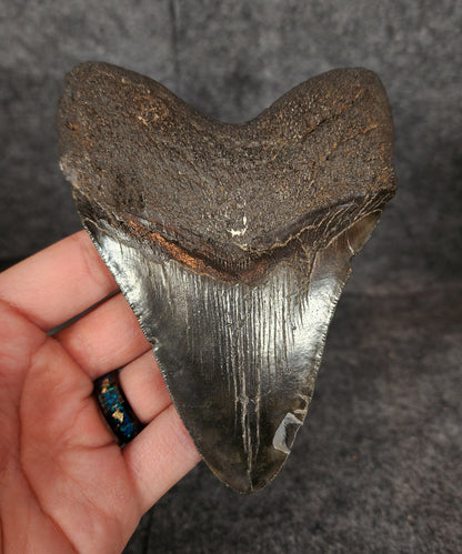 Authentic, 4.97" Fossil Megalodon Tooth - South Carolina