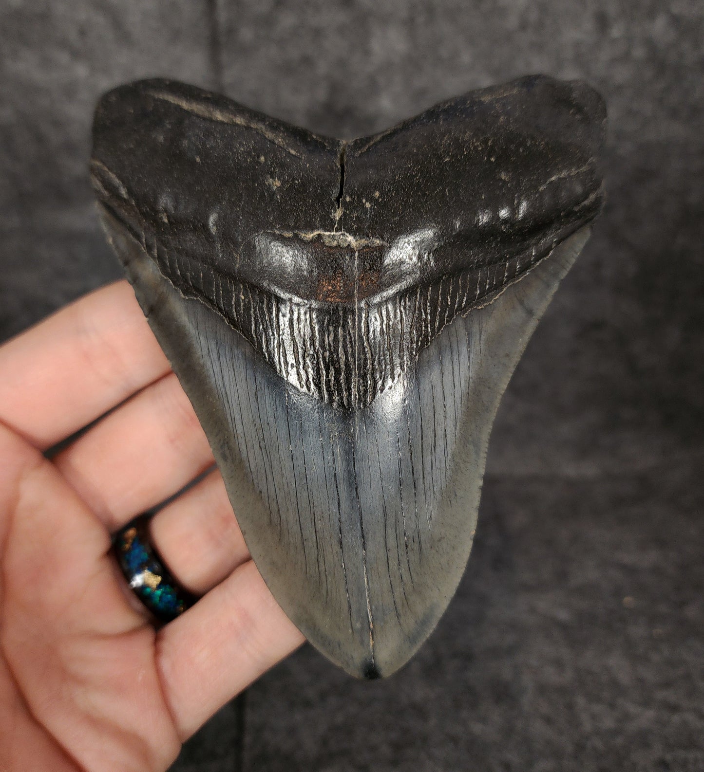 Authentic, 4.56" Fossil Megalodon Tooth - South Carolina