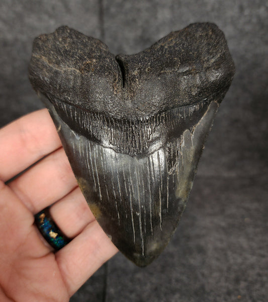 Authentic, 4.35" Fossil Megalodon Tooth - South Carolina