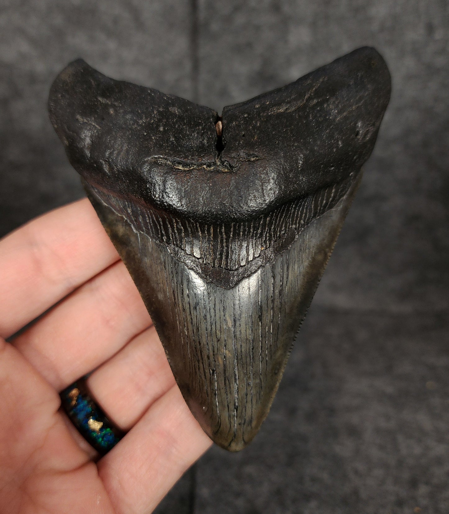 Authentic, 4.20" Fossil Megalodon Tooth - South Carolina