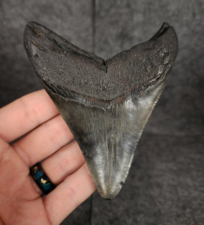 Authentic, 4.20" Fossil Megalodon Tooth - South Carolina