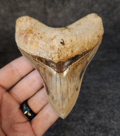 Collector Quality, 4.10" Fossil Megalodon Tooth - Indonesia