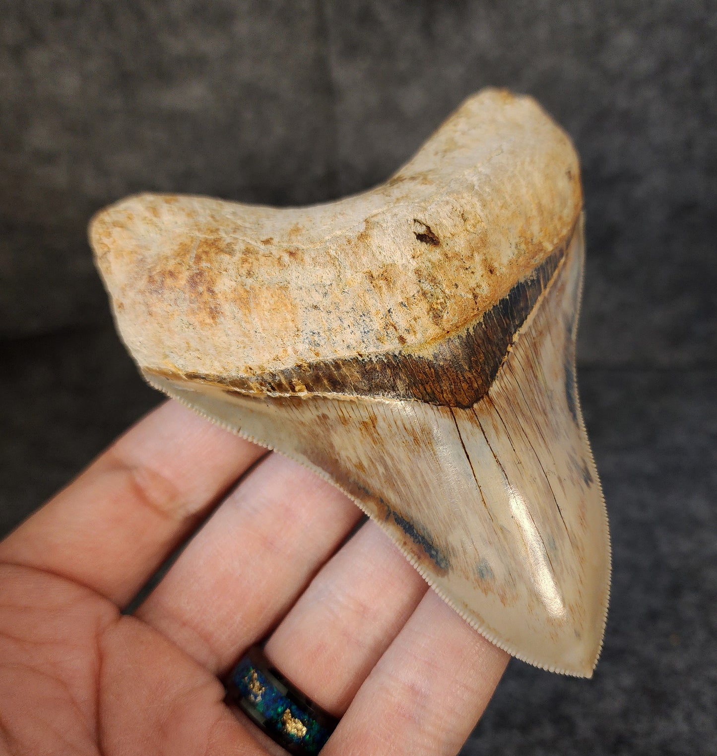 Collector Quality, 4.10" Fossil Megalodon Tooth - Indonesia