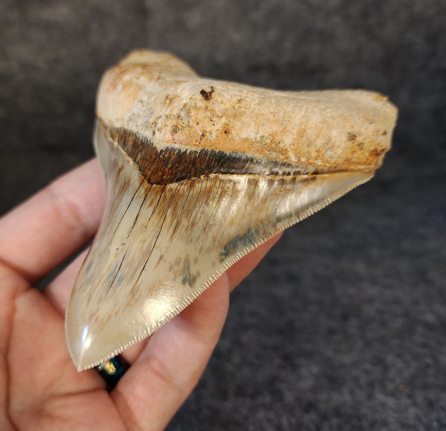 Collector Quality, 4.10" Fossil Megalodon Tooth - Indonesia