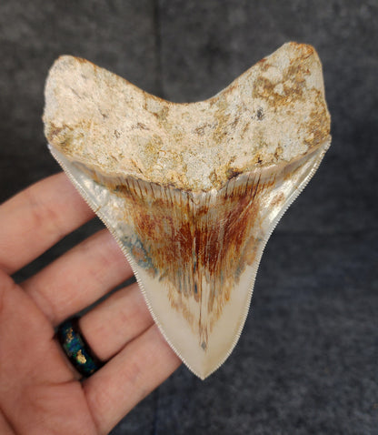 Collector Quality, 4.10" Fossil Megalodon Tooth - Indonesia