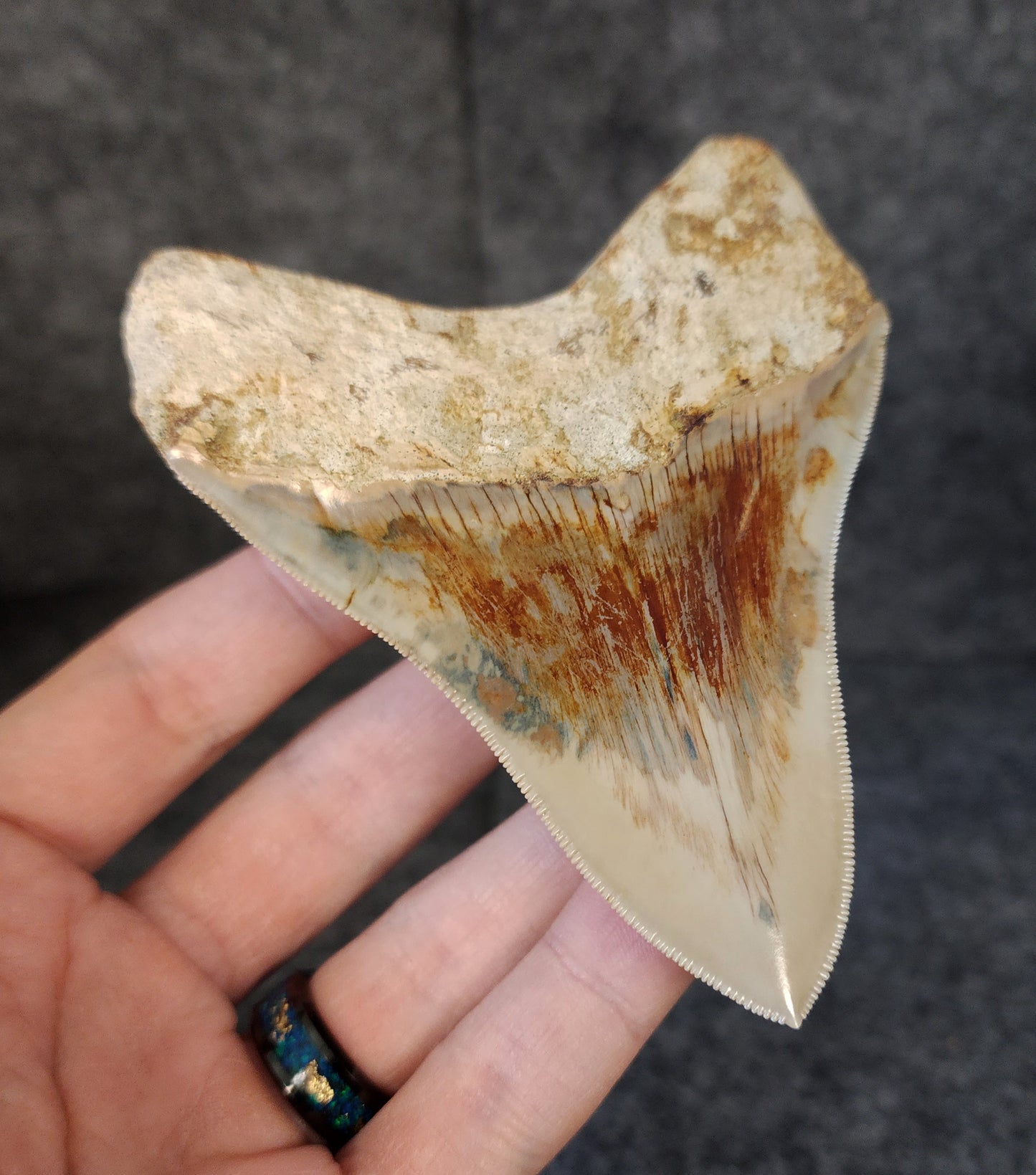 Collector Quality, 4.10" Fossil Megalodon Tooth - Indonesia