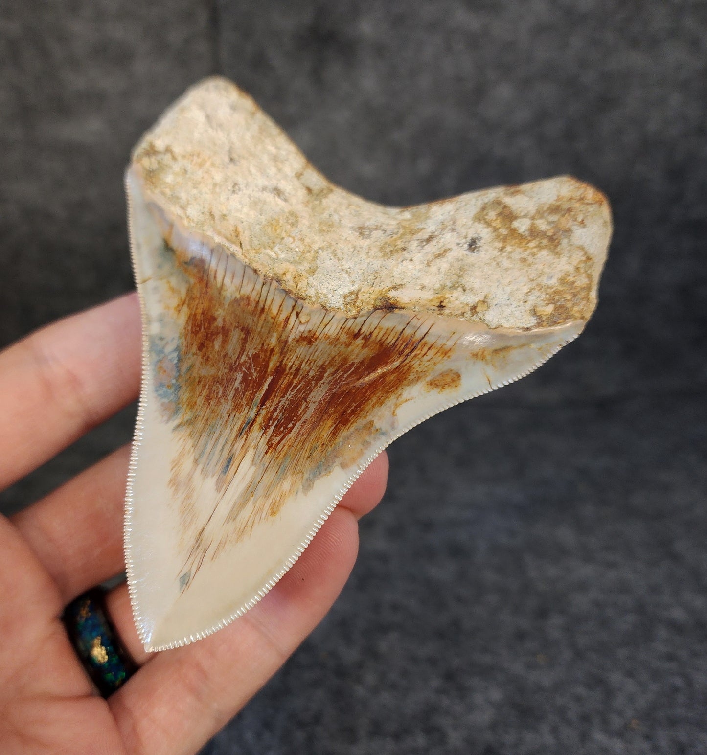 Collector Quality, 4.10" Fossil Megalodon Tooth - Indonesia