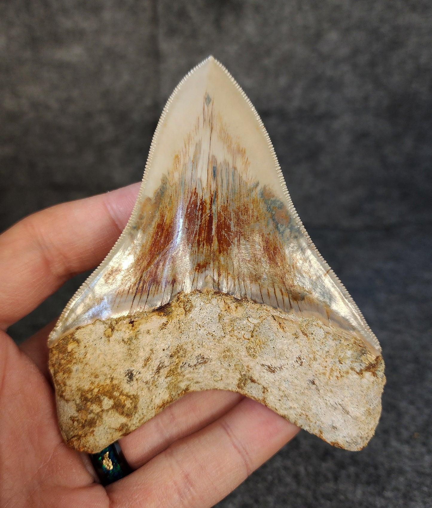 Collector Quality, 4.10" Fossil Megalodon Tooth - Indonesia