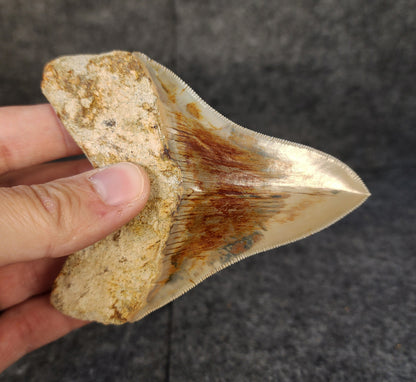 Collector Quality, 4.10" Fossil Megalodon Tooth - Indonesia