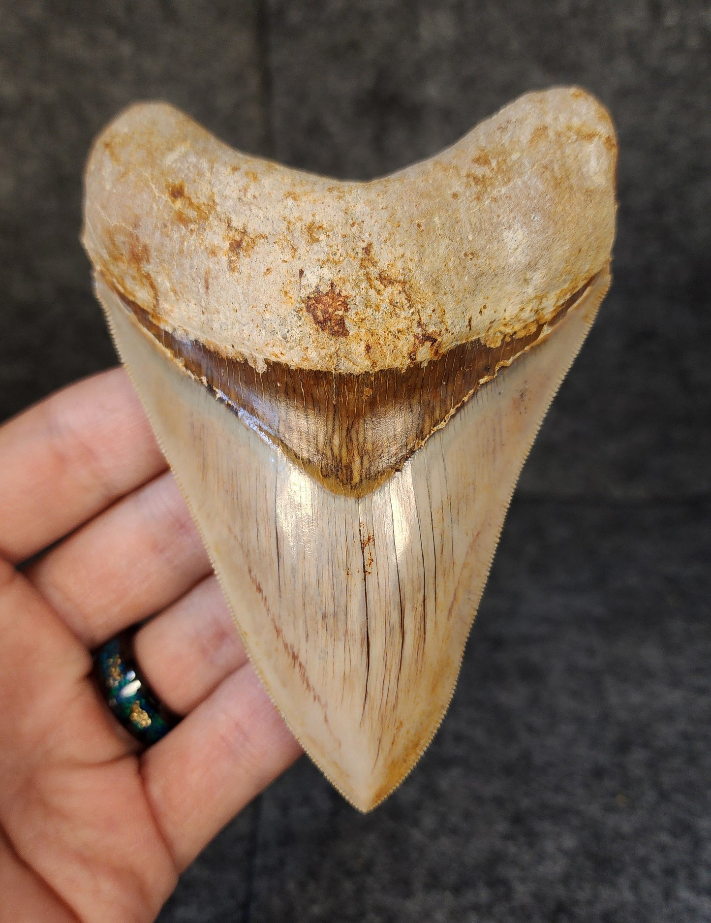 Collector Quality, 4.55" Fossil Megalodon Tooth - Indonesia