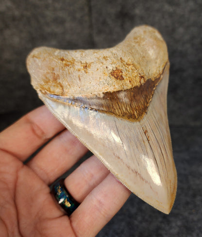 Collector Quality, 4.55" Fossil Megalodon Tooth - Indonesia