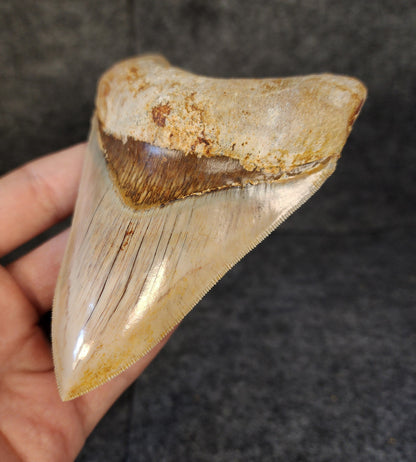 Collector Quality, 4.55" Fossil Megalodon Tooth - Indonesia