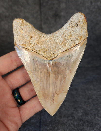 Collector Quality, 4.55" Fossil Megalodon Tooth - Indonesia