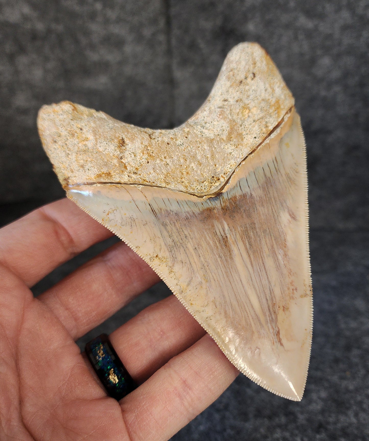 Collector Quality, 4.55" Fossil Megalodon Tooth - Indonesia