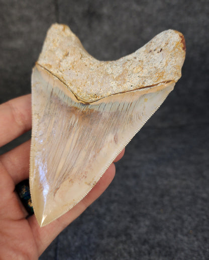 Collector Quality, 4.55" Fossil Megalodon Tooth - Indonesia