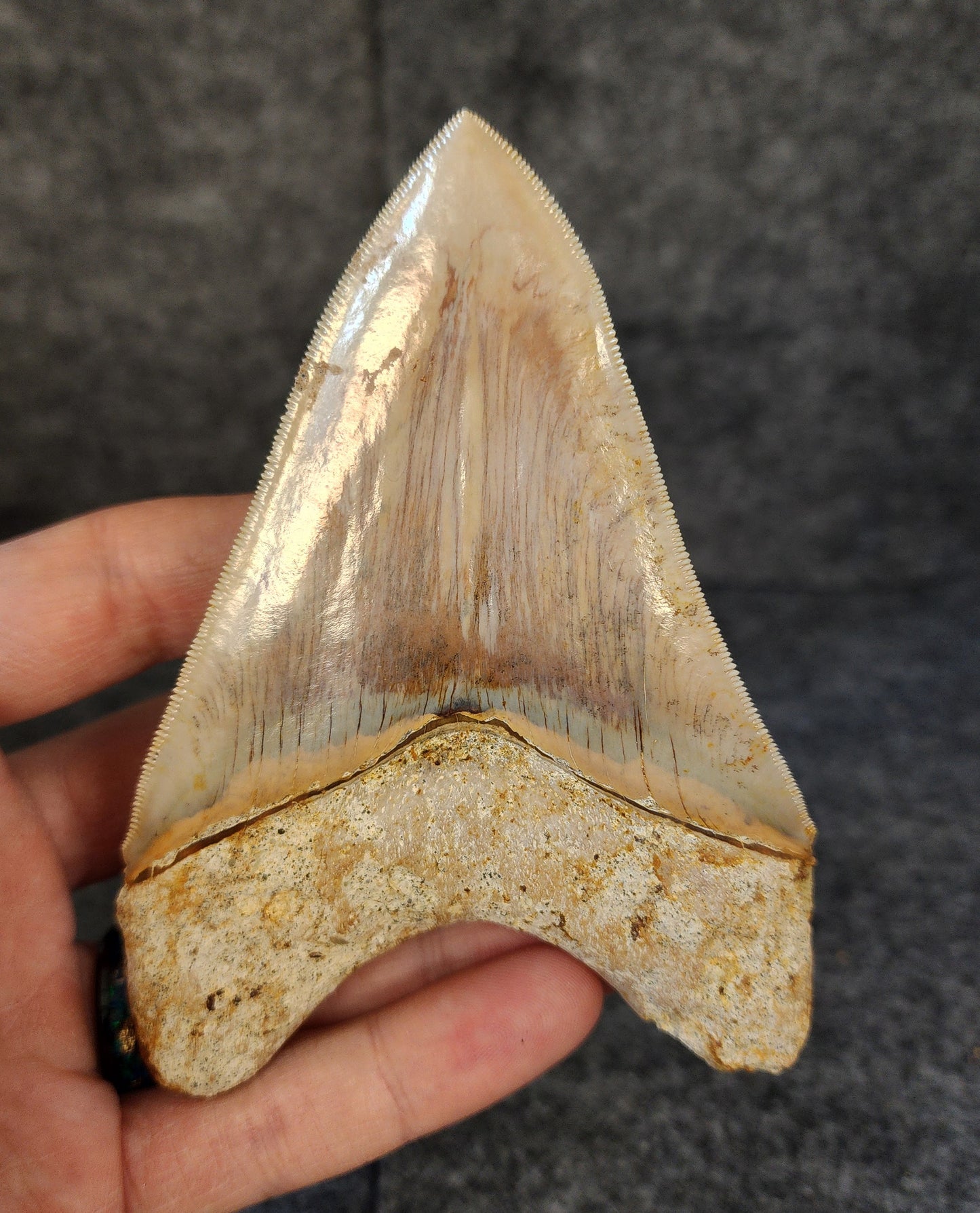 Collector Quality, 4.55" Fossil Megalodon Tooth - Indonesia