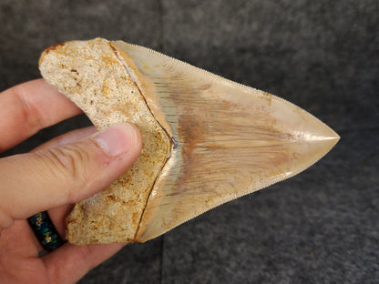 Collector Quality, 4.55" Fossil Megalodon Tooth - Indonesia