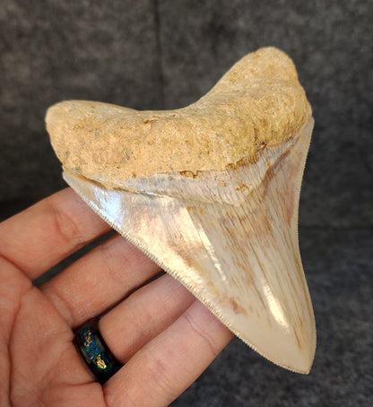 Collector Quality, 4.47" Fossil Megalodon Tooth - Indonesia