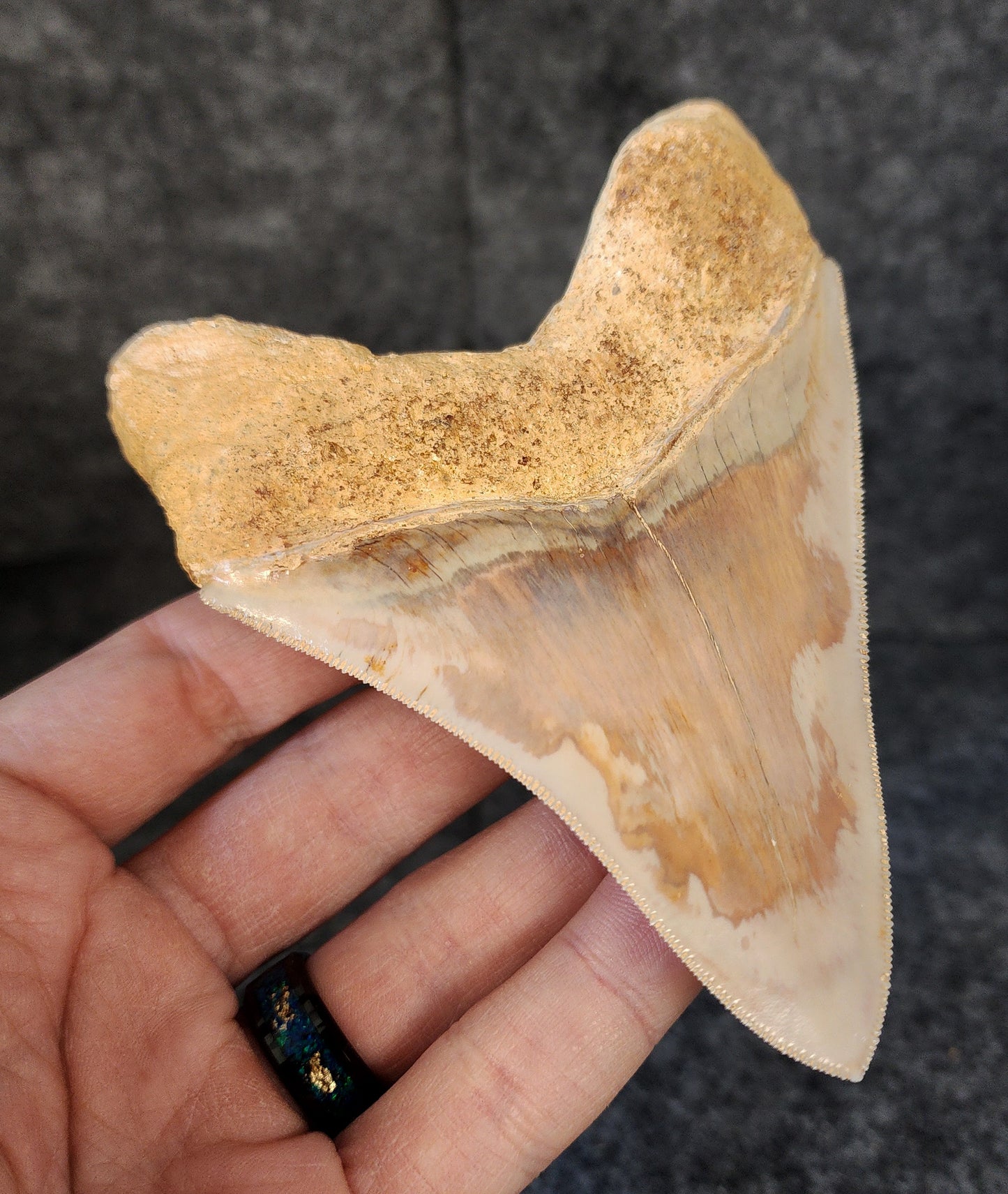 Collector Quality, 4.47" Fossil Megalodon Tooth - Indonesia