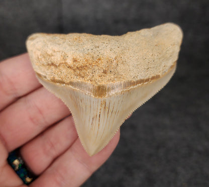 Collector Quality, 2.68" Fossil Megalodon Tooth - Indonesia