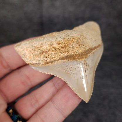 Collector Quality, 2.68" Fossil Megalodon Tooth - Indonesia