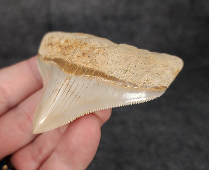 Collector Quality, 2.68" Fossil Megalodon Tooth - Indonesia