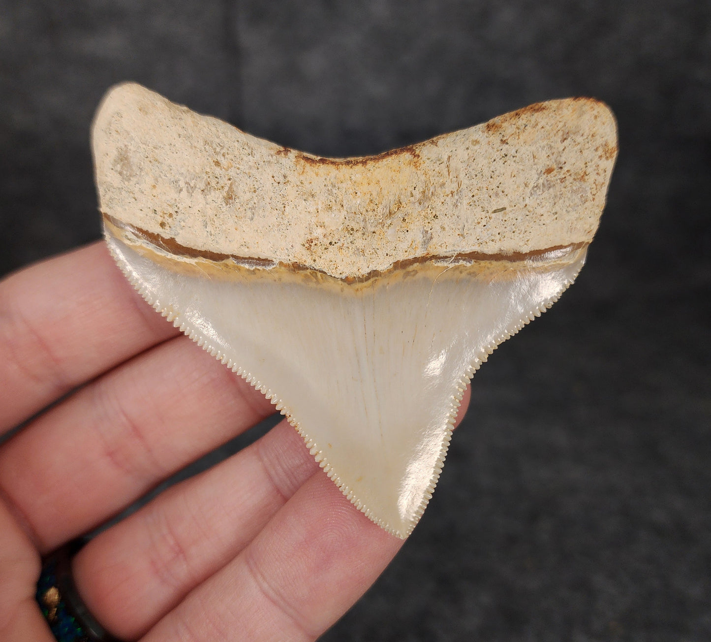 Collector Quality, 2.68" Fossil Megalodon Tooth - Indonesia