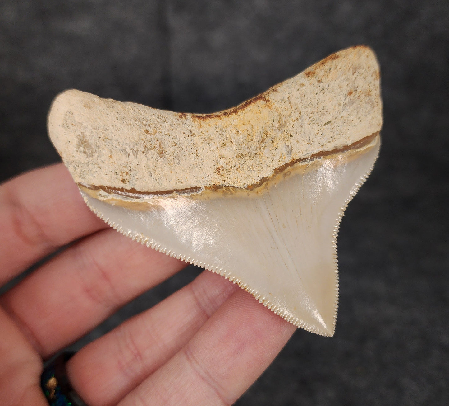 Collector Quality, 2.68" Fossil Megalodon Tooth - Indonesia