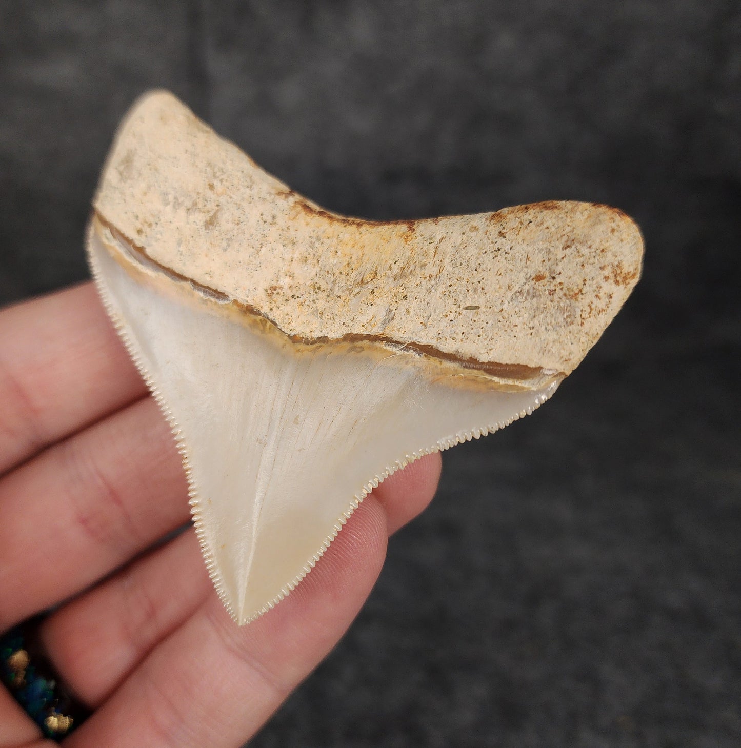 Collector Quality, 2.68" Fossil Megalodon Tooth - Indonesia