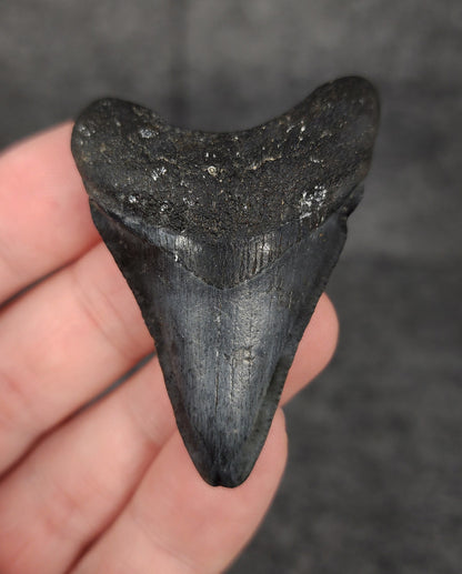 Authentic, 2.15" Fossil Megalodon Tooth - Venice, Florida