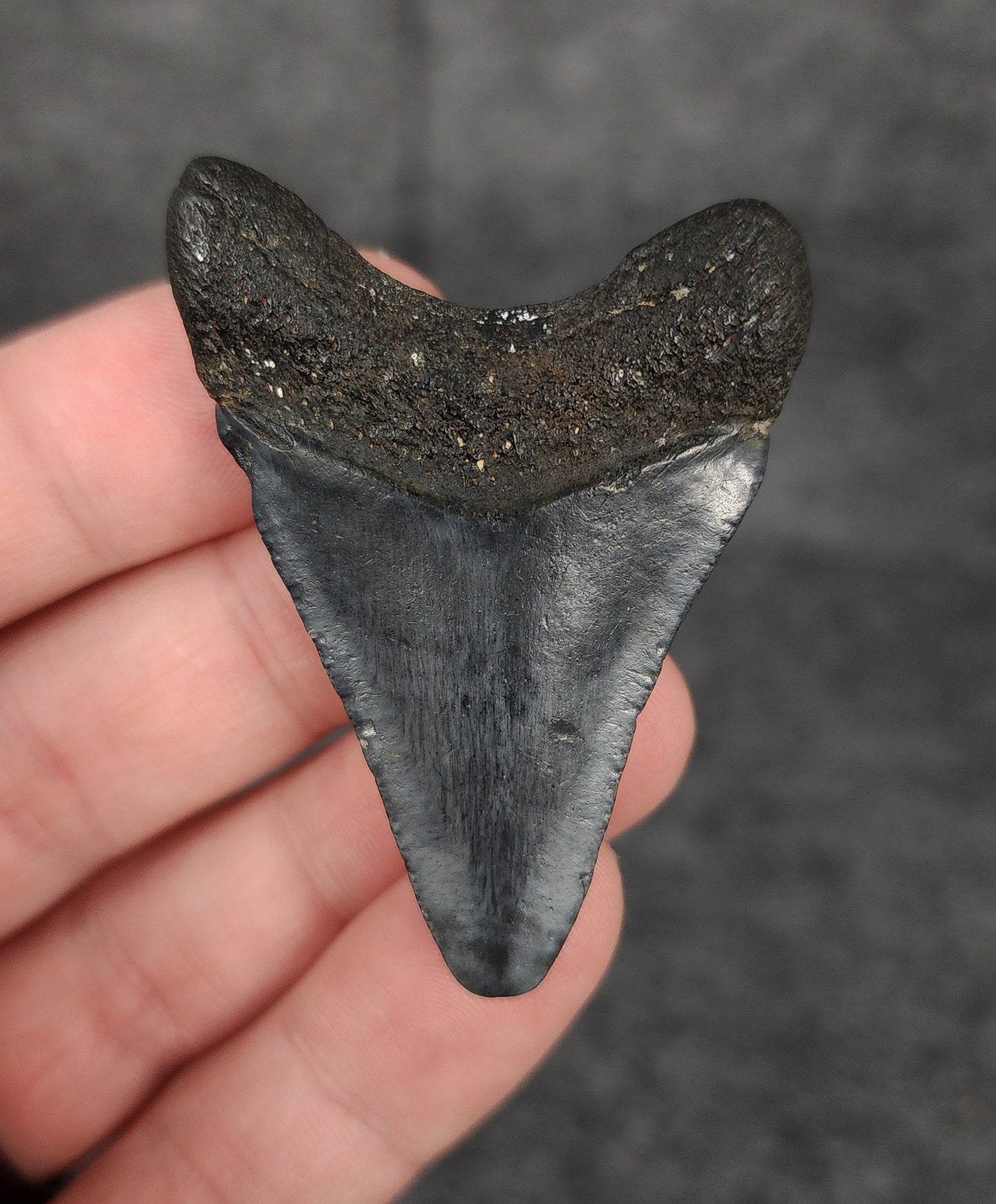 Authentic, 2.15" Fossil Megalodon Tooth - Venice, Florida