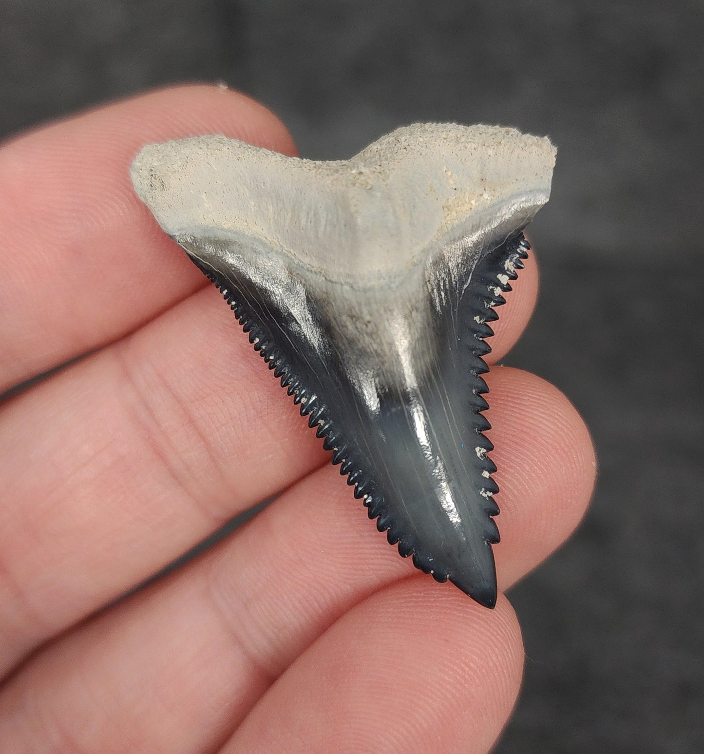 Gorgeous, 1.60" Fossil Hemipristis Tooth - Bone Valley, Florida