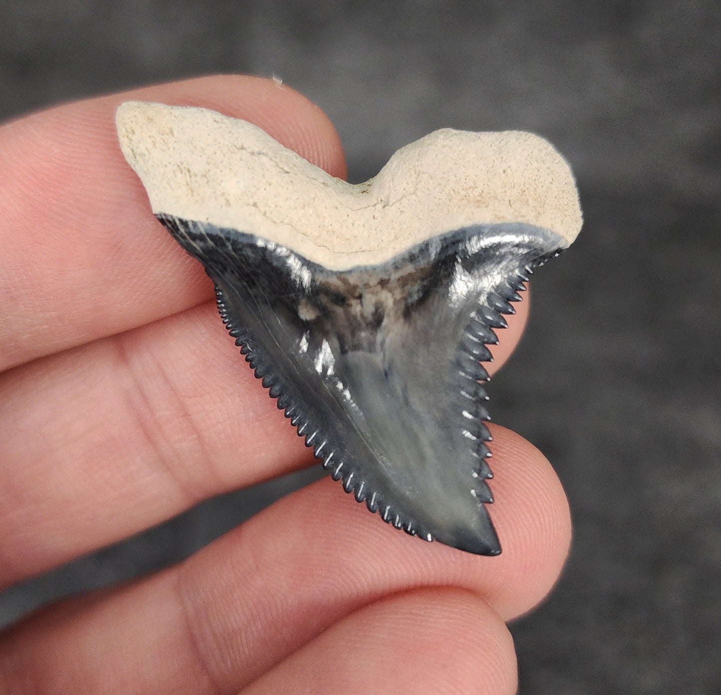 Gorgeous, 1.55" Fossil Hemipristis Tooth - Bone Valley, Florida