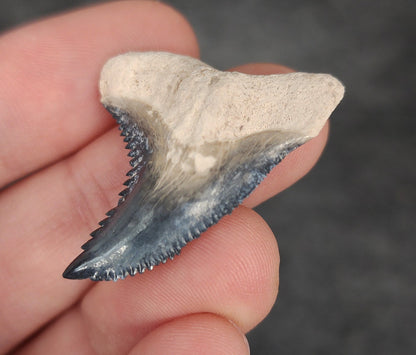 Gorgeous, 1.44" Fossil Hemipristis Tooth - Bone Valley, Florida