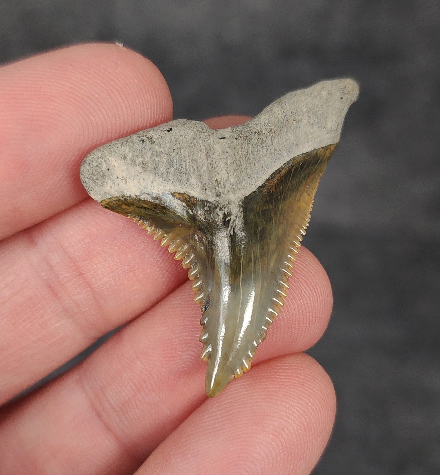 Gorgeous, 1.60" Fossil Hemipristis Tooth - Bone Valley, Florida