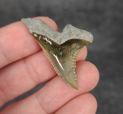 Gorgeous, 1.60" Fossil Hemipristis Tooth - Bone Valley, Florida