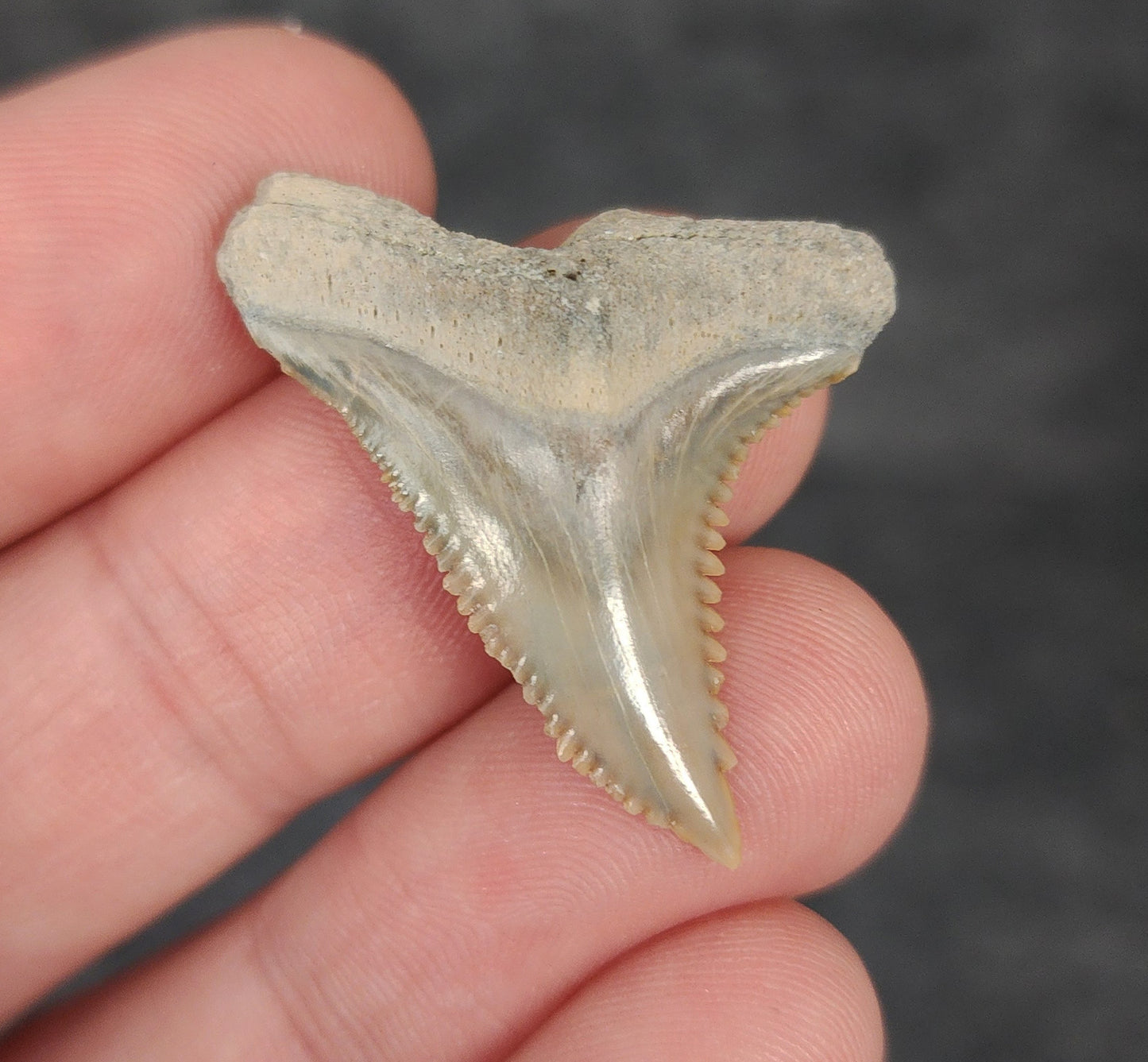 Gorgeous, 1.35" Fossil Hemipristis Tooth - Bone Valley, Florida