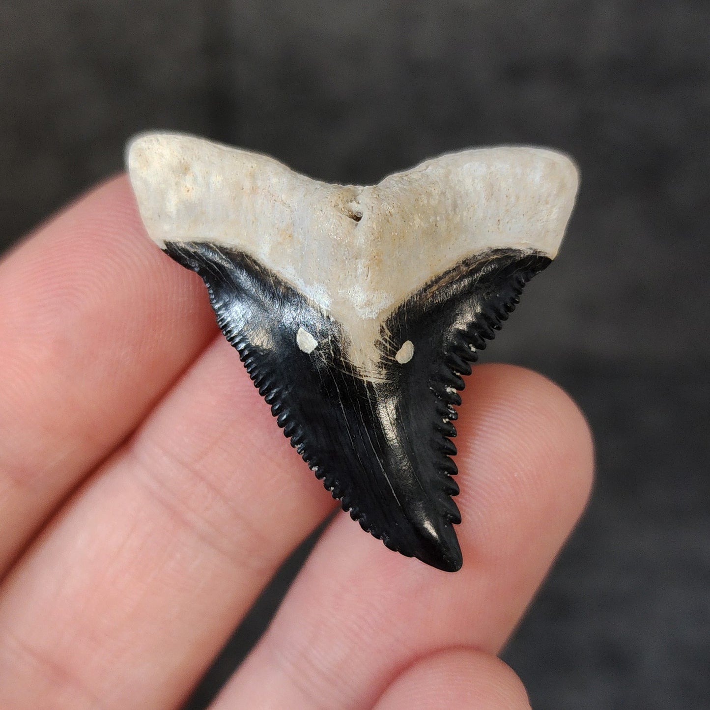 High Quality, 1.57" Fossil Hemipristis Tooth - Bone Valley, Florida