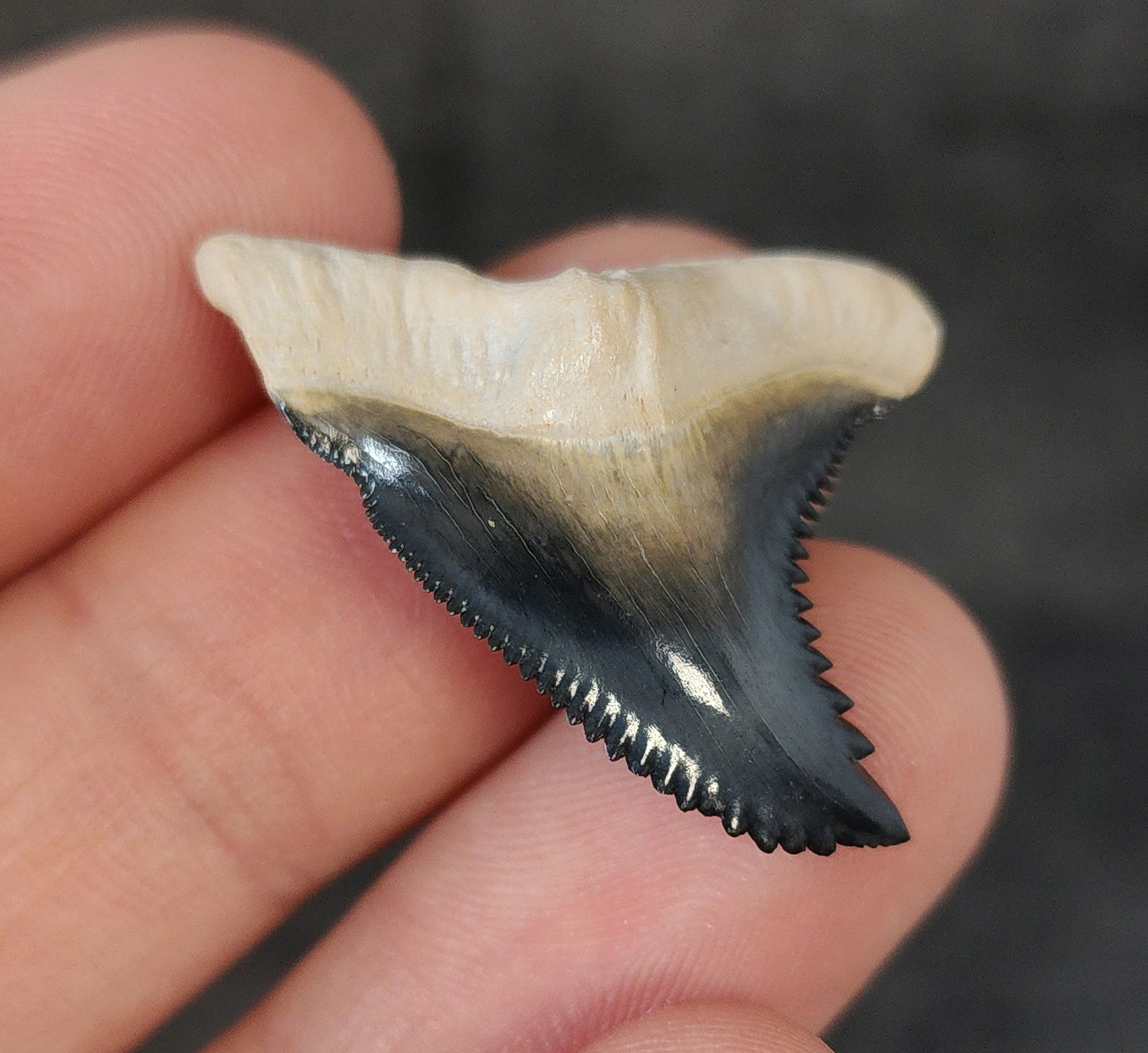 Collector Quality, 1.34" Fossil Hemipristis Tooth - Bone Valley, Florida