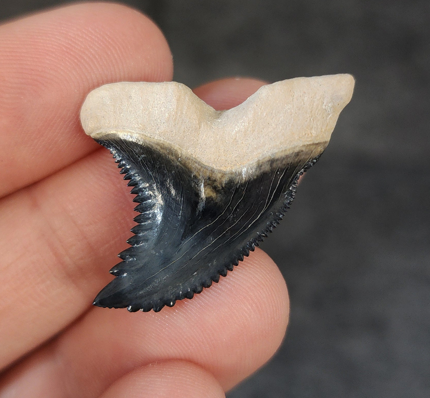 Collector Quality, 1.34" Fossil Hemipristis Tooth - Bone Valley, Florida