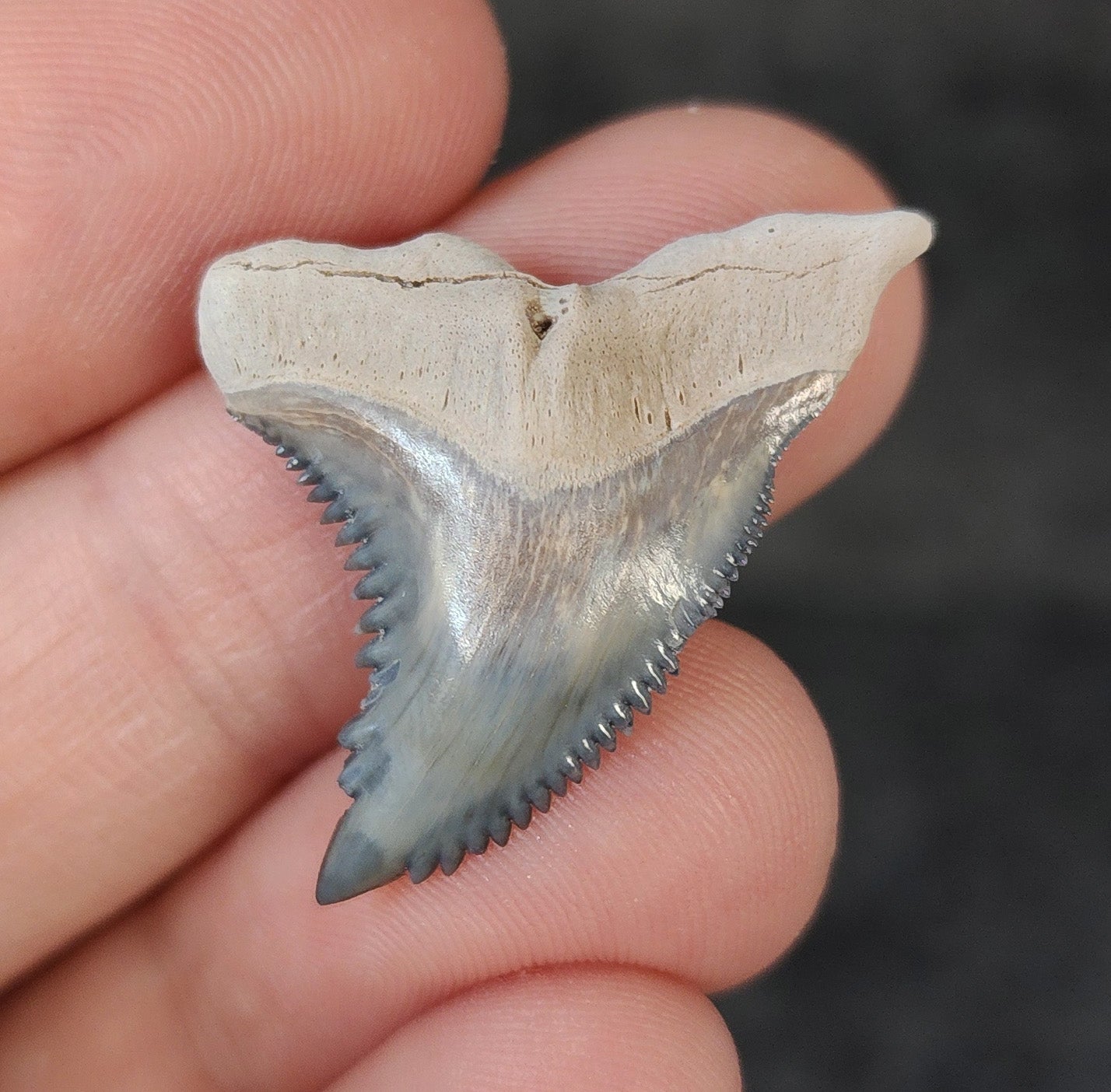 Gorgeous, 1.28" Fossil Hemipristis Tooth - Bone Valley, Florida